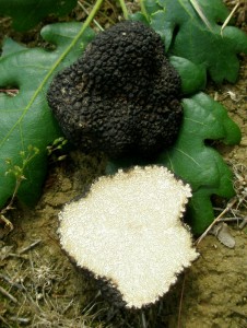 Tuber aestivum 