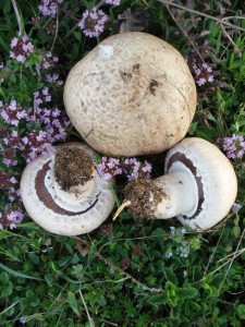 Agaricus bresadolanus