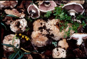 Agaricus bisporus