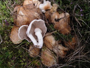 Agrocybe cylindracea