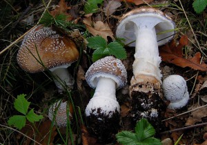 Amanita pantherina