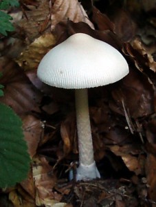 Amanita vaginata var. alba