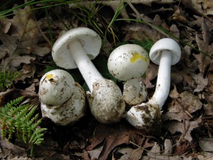 Amanita verna var decipiens