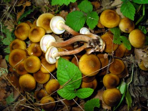 Armillaria mellea