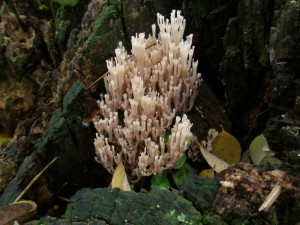 Artomyces pyxidatus