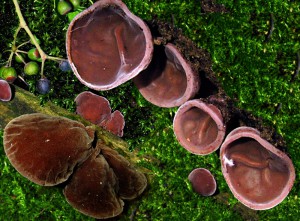 Auricularia auricula judae