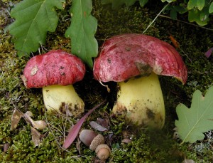 Boletus regius