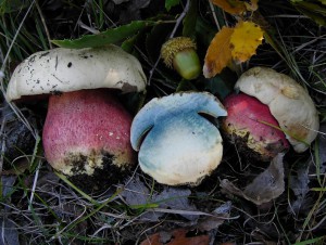 Boletus satanas