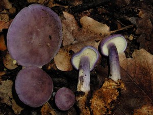 Calocybe ionides