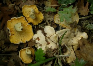 Cantharellus cibarius var. bicolor