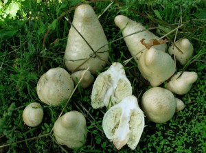 Chlorophyllum agaricoides