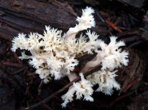 Clavulina coralloides