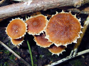 Conocybe vestita 