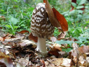 Coprinopsis picacea