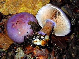 Cortinarius dibaphus