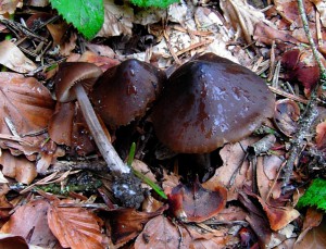 Entoloma hirtipes 