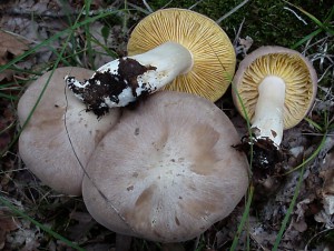 Entoloma sinuatum