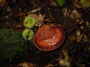 Fistulina hepatica 