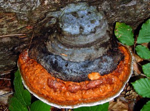 Fomitopsis pinicola