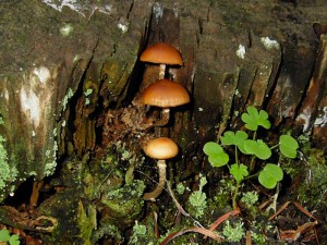 Galerina marginata