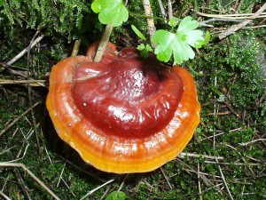 Ganoderma lucidum