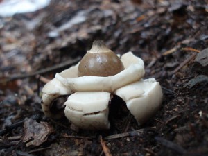 Geastrum triplex