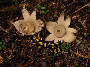 Geastrum vulgatum