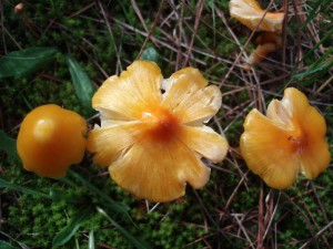 Hygrocybe persistens var. persistens