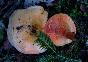 Lactarius salmonicolor