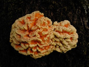 Laetiporus sulphureus 