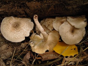 Lentinus tigrinus 