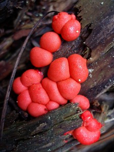 Lycogala epidendron