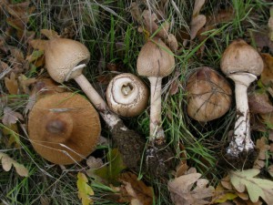 Macrolepiota mastoidea 