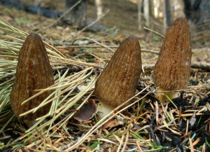 Morchella elata 