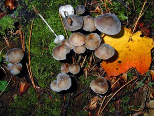 Mycena polygramma 