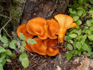 Omphalotus olearius 