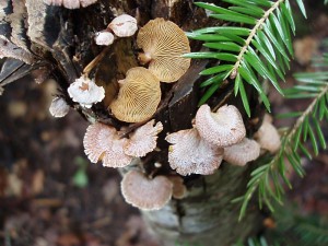 Panellus stypticus 