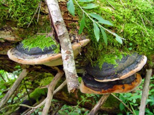 Phellinus igniarius