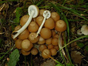 Psathyrella piluliformis 