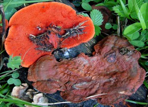 Pycnoporus cinnabarinus