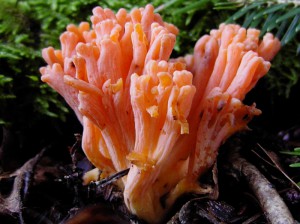 Ramaria largentii