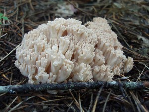 Ramaria pallida 