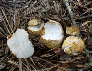 Rhizopogon vulgaris 