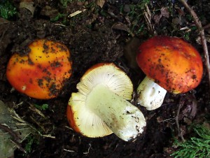 Russula aurea 