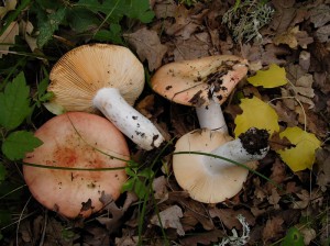 Russula maculata 