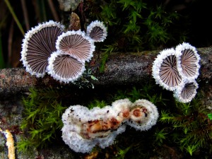 Schizophyllum commune  