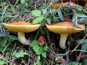 Suillus granulatus 