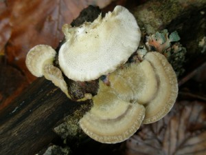 Trametes hirsuta 