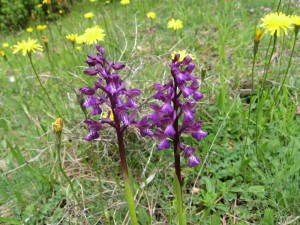 Anacamptis morio