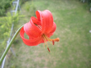 Lilium chalcedonicum